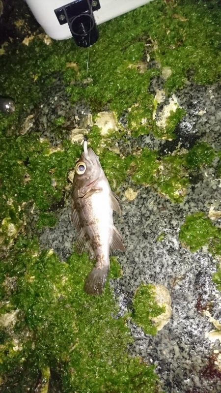 サーフメバリング