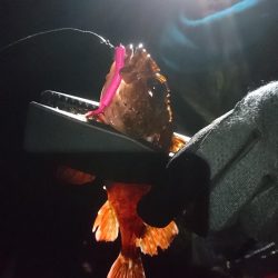 渋いながらもメバルゲット