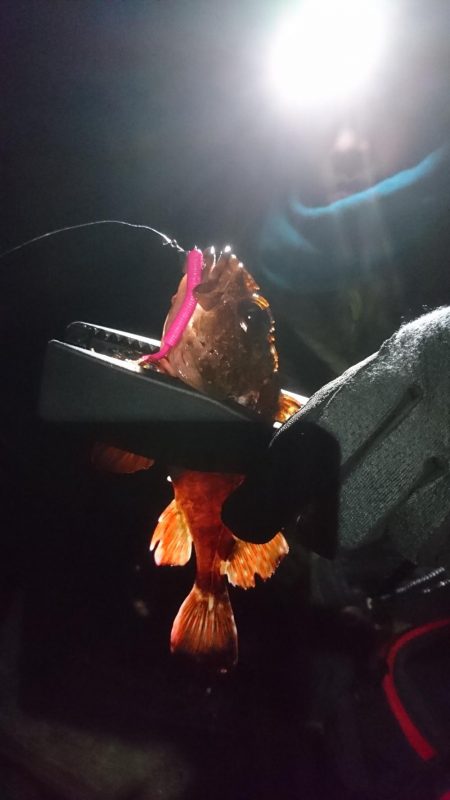 渋いながらもメバルゲット