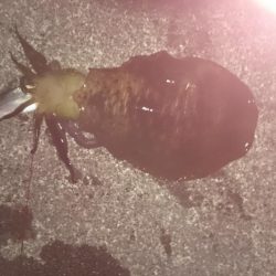アオリイカ今週も大型狙いで行って来ました。