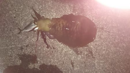 アオリイカ今週も大型狙いで行って来ました。