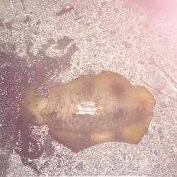 早朝の満潮からの下がりかけに！