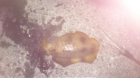 早朝の満潮からの下がりかけに！