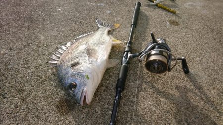 キビレデイゲーム