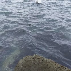 ２日間の香住釣行。