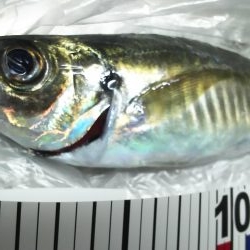 え！もう終わりなの。