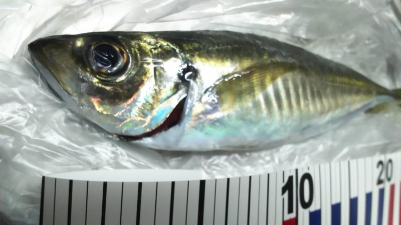 え！もう終わりなの。