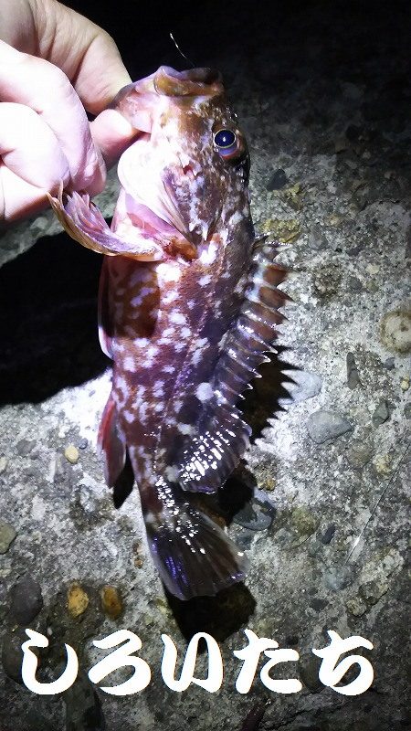 ウキが沈むと楽しい。