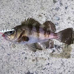 今年初のメバリング