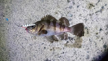 今年初のメバリング