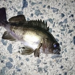 メバルを釣る！