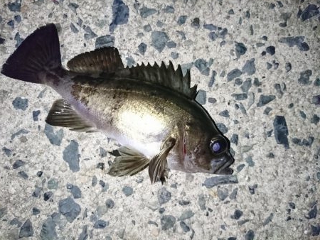 メバルを釣る！