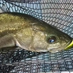 大漁！ボートシーバス