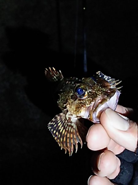 春の嵐の爪痕？