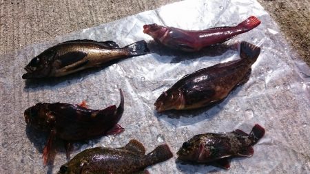 デイゲームでロックフィッシュ集合