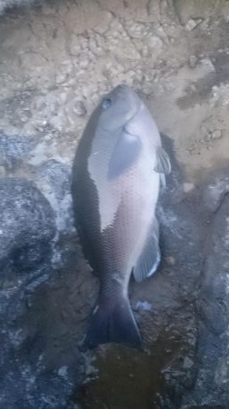 磯フカセ釣り。