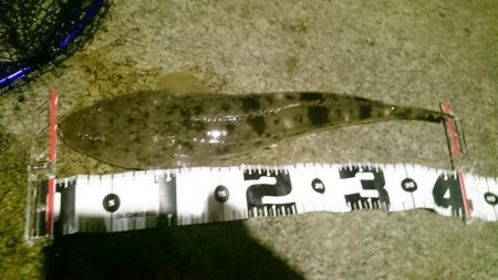 シーバス狙いが…。