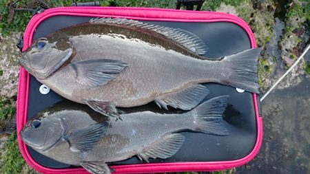 ノッコミメジナ、クロダイ