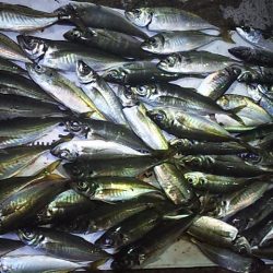 尺アジど～～ん