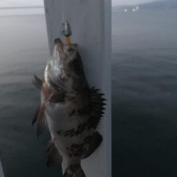 アナハゼ も楽しい！