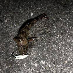 シーバスタックルでガシラ