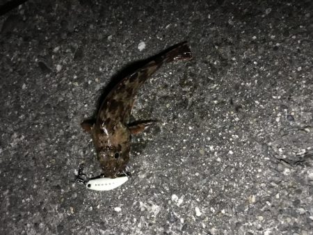 シーバスタックルでガシラ