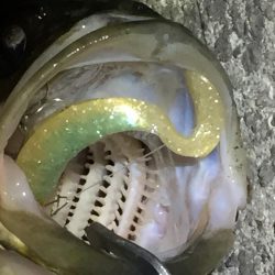 シーバスゲット！