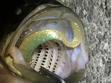 シーバスゲット！