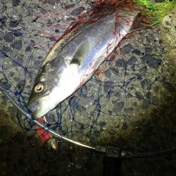 チーバスゲット！