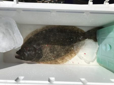 デカヒラメを求めて！