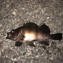 プチ祭メバリング♪