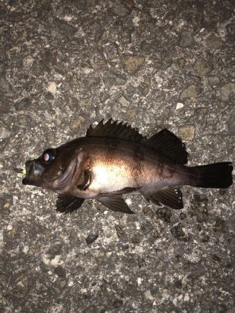 プチ祭メバリング♪