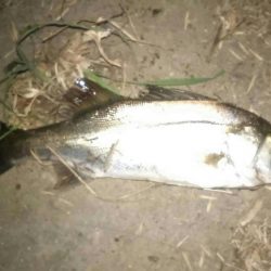 宇和島遠征　最終日