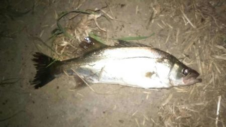 宇和島遠征　最終日