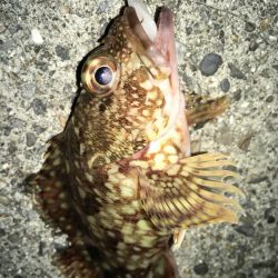 安定してます！癒しのライトゲーム！！