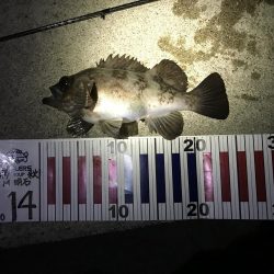 金メバルラッシュ！