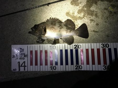 金メバルラッシュ！