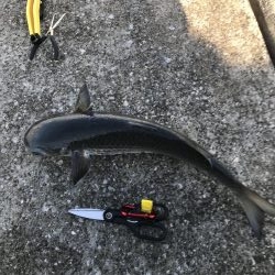 貝塚人工島行ってみた