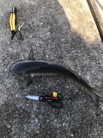 貝塚人工島行ってみた