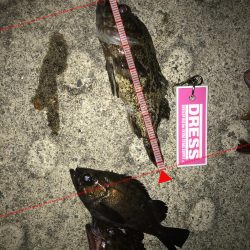 久しぶりにあったかく釣り来ました