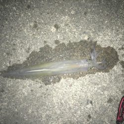 サイズアップ！