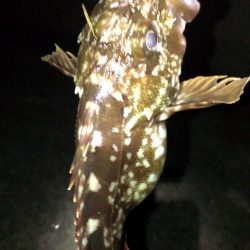 初春のガシラ調査