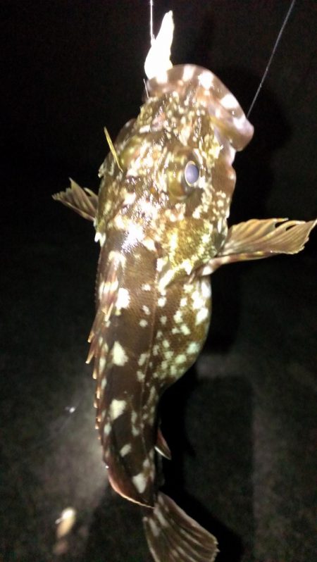 初春のガシラ調査