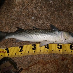 シーバスとボラ