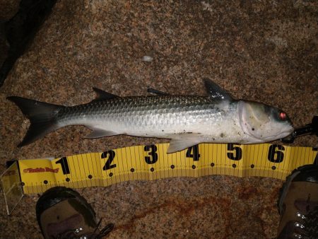 シーバスとボラ