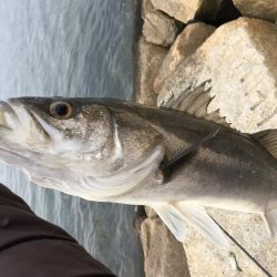 今年初のリバーシーバスゲット！