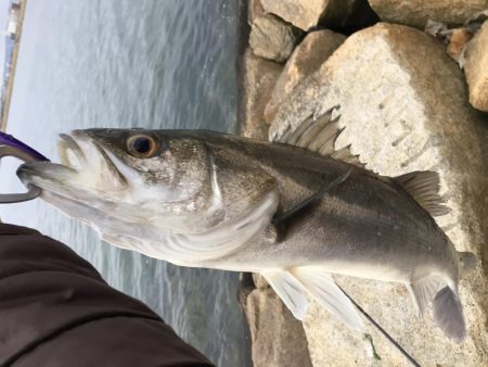 今年初のリバーシーバスゲット！