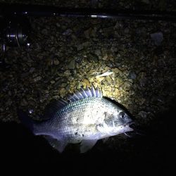 バリッド55でキビレ2枚