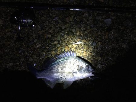 バリッド55でキビレ2枚