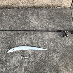 今年は渋い春タチウオ